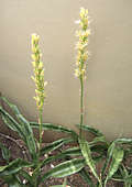 Sansevieria parva