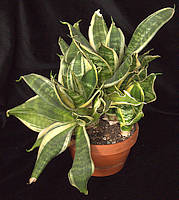Sansevieria trifasciata cv. 'Hahnii' var. variegata
