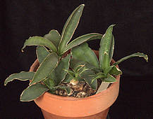 Sansevieria splendens