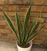 Sansevieria trifasciata var. laurentii