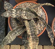 Sansevieria kirkii var. pulchra