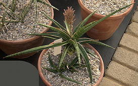 Sansevieria gracilis