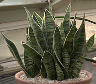 Sansevieria trifasciata cv. 'Futura'