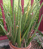 Sansevieria cylindrica - Photo: Cynthia Nash