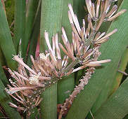 Sansevieria cylindrica - Photo: Cynthia Nash