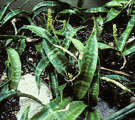 Sansevieria parva