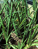 Sansevieria suffructicosa