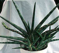 Sansevieria suffructicosa - Photo: Cindy Larson