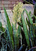 Sansevieria conspicua