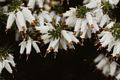 Erica carnea 'Springwood White