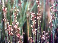 Euphorbia antisyphilitica - flower