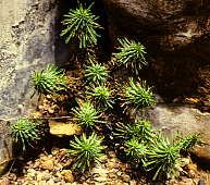 Euphorbia clavarioides