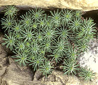 Euphorbia clavarioides