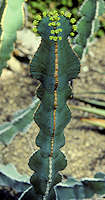 Euphorbia fortissima