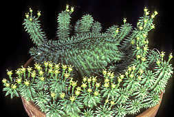 Euphorbia suzanne cristate