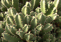 Euphorbia resinifera