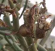 Pedilanthus tithymaloides - seed capsules