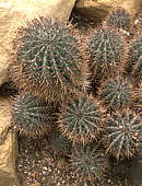 Euphorbia horrida