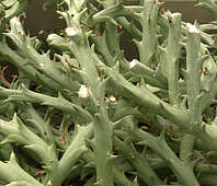 Euphorbia hamata