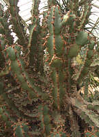 Euphorbia caerulescens