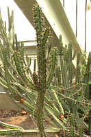 Euphorbia griseola var. griseola Euphorbia griseola var. griseola