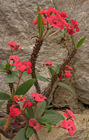 Euphorbia milii var. splendens