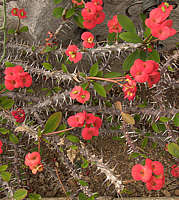 Euphorbia milii