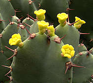 Euphorbia resinifera flower