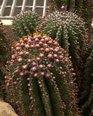 Euphorbia polygona