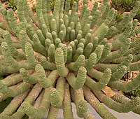 Euphorbia esculenta