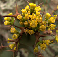 Euphorbia caerulescens flower