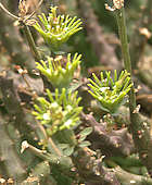 Euphorbia willmaniae flower Euphorbia willmaniae