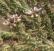 Monadenium heteropodium