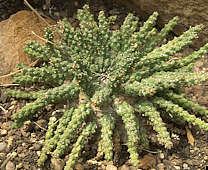 Euphorbia pugniformis