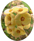 Euphorbia milii var. imperatae