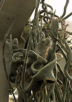 Pedilanthus macrocarpus cristate