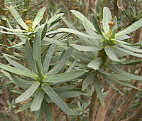 Euphorbia balsamifera