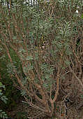 Euphorbia balsamifera