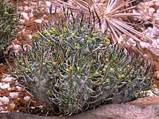 Euphorbia sp.