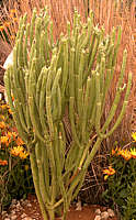 Euphorbia mauritanica