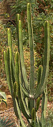 Euphorbia canariensis