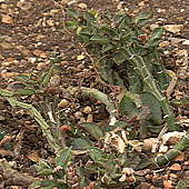 Monadenium rhizophorum