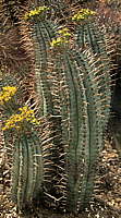 Euphorbia pillansii