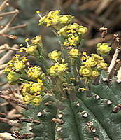 Euphorbia pillansii