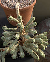 Euphorbia fimbriata