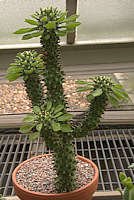 Monadenium schubei