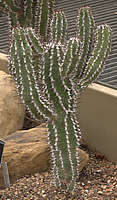 Euphorbia virosa