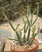 Euphorbia pteroneura