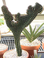 Euphorbia candelabrum cristate