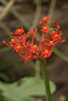 Jatropha podagrica